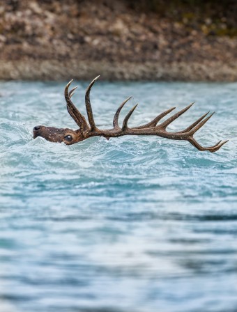Tyson Heppner un cerf emporté par le flot d'un fleuve tumultueux