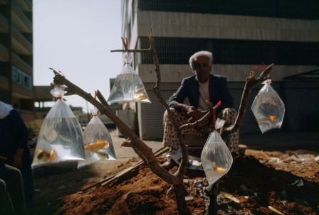 W. E. Garrett - A man sells goldfish in baggies tied to a tree branch at the Shatila Palestinian Camp in Beirut, Lebanon. 1983 les arbres à poisson rouge du Liban les vendredis de Palestine