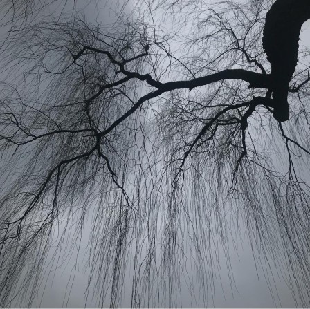Wing Shya 2018 les arbres pleureurs