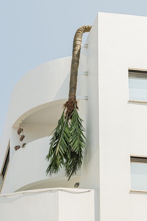 Yael Frank Teddy Cohen Tel Aviv Israel les palmiers sont déprimés