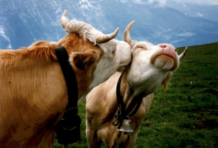 dans la montagne, deux vaches d'Abondance marquent leur engagement amoureux par un chaste baiser