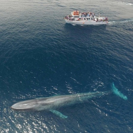 blue whale bonjour les baleines