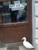 canard l'enfance douloureuse de Donald Trump