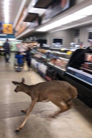 cerf de Virginie Odocoileus virginianus à l'intérieur d'un magasin Kroger à Zionsville, Indiana (États-Unis), février 2020. sorti sain et sauf