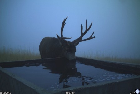 cerf une gorgée d'eau froide