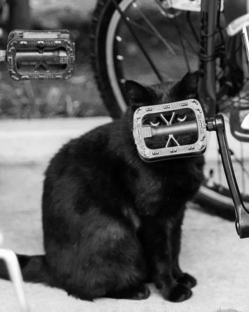 chat caché derrière une pédale critique du vélo dans la ville nos témoins ont préféré rester anonymes