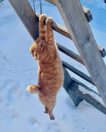 chat gym sport suspendu à une échelle le travail des épaules