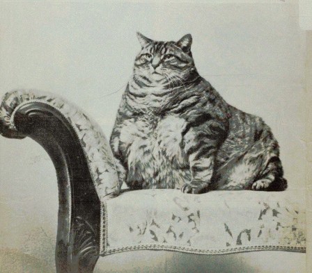chat obèse faut-il imposer davantage les super riches