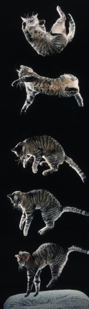 chronophotographie de Jean-Michel Labat publiée en 1989 dans le magazine Natural History le réflexe de redressement du chat