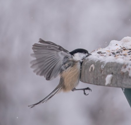 une mésange à tête noire a mal calculé son atterrissage sur une table enneigée où des graines ont été déposées