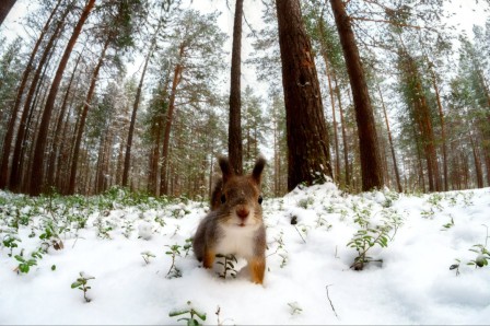 écureuil dans la forêt sous la neige