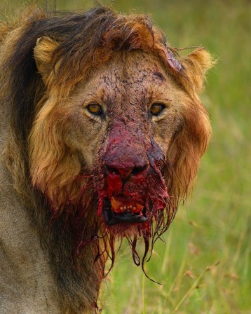 lion la gueule pleine de sang viande culpabilité je suis désolé
