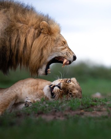 lion lionne j'ai épousé un gueulard