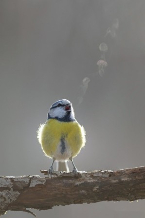 oiseau mésange bleue faire des ronds de fumée est un art