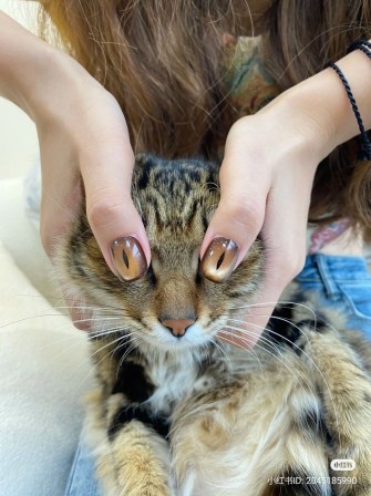 ongles les yeux du chat