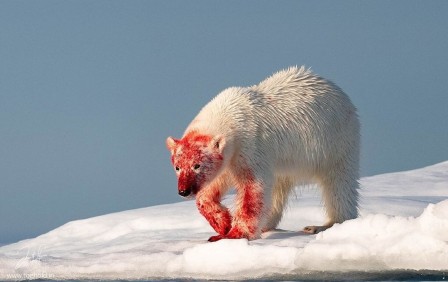 ours blanc couvert de sang