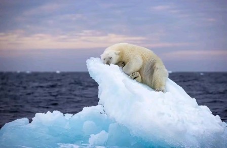 ours blanc sur un petit morceau d'iceberg réchauffement climatique écologie le silence des glaçons