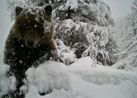 ours brun dans la neige