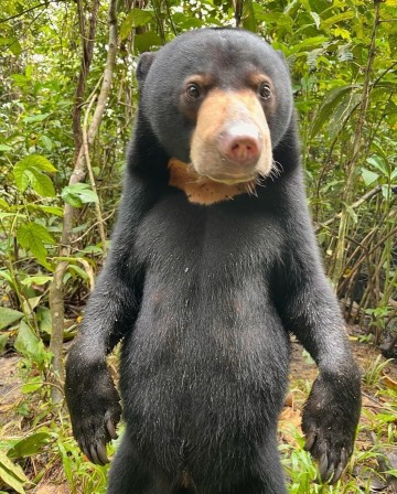 ours brun dépigmenté