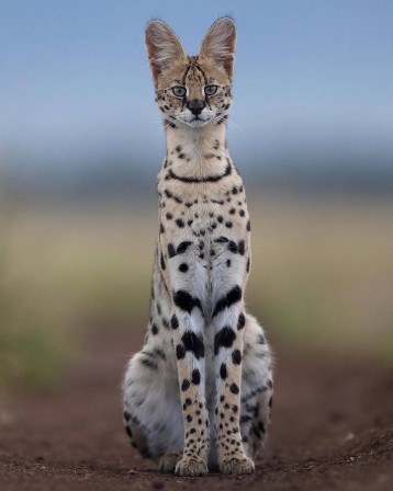serval chat Les parfums ne font pas frissonner sa narine Arthur Rimbaud le dormeur du serval