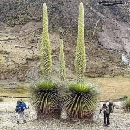 the puya Raimondii les balayettes des toilettes du seigneur