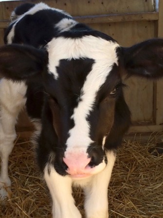 vache veau génisse oeil de velours regard de braise The Prisoner Numéro 7 je ne suis pas un numéro je suis un être vivant libre